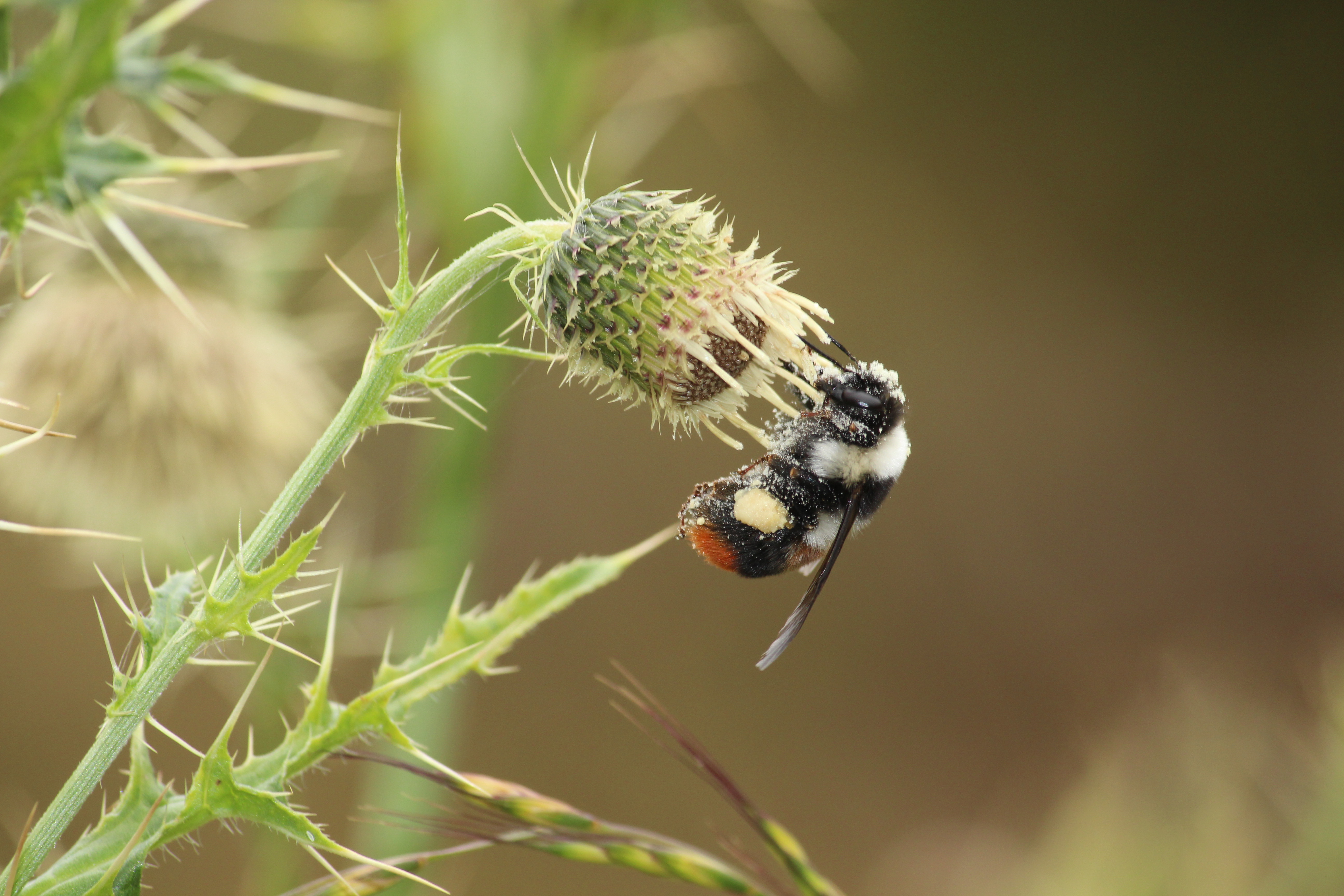 Close-up of a bumblebee collecting pollen from a thistle flower.